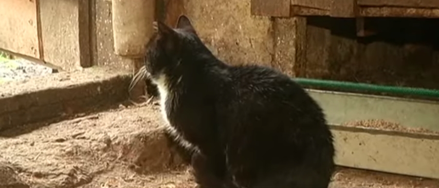 Ми були шоковані: вражаюча історія кота-мандрівника